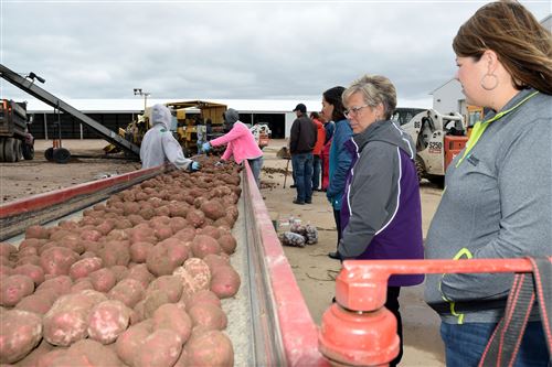 Attendees of a Partnership for Progressive Agriculture tour watched as red potatoes were sorted on their way to storage at Schroeder Brothers Farms in Antigo. Some of the potatoes are sold as certified seed stock to growers, and others are sold as fresh market potatoes.