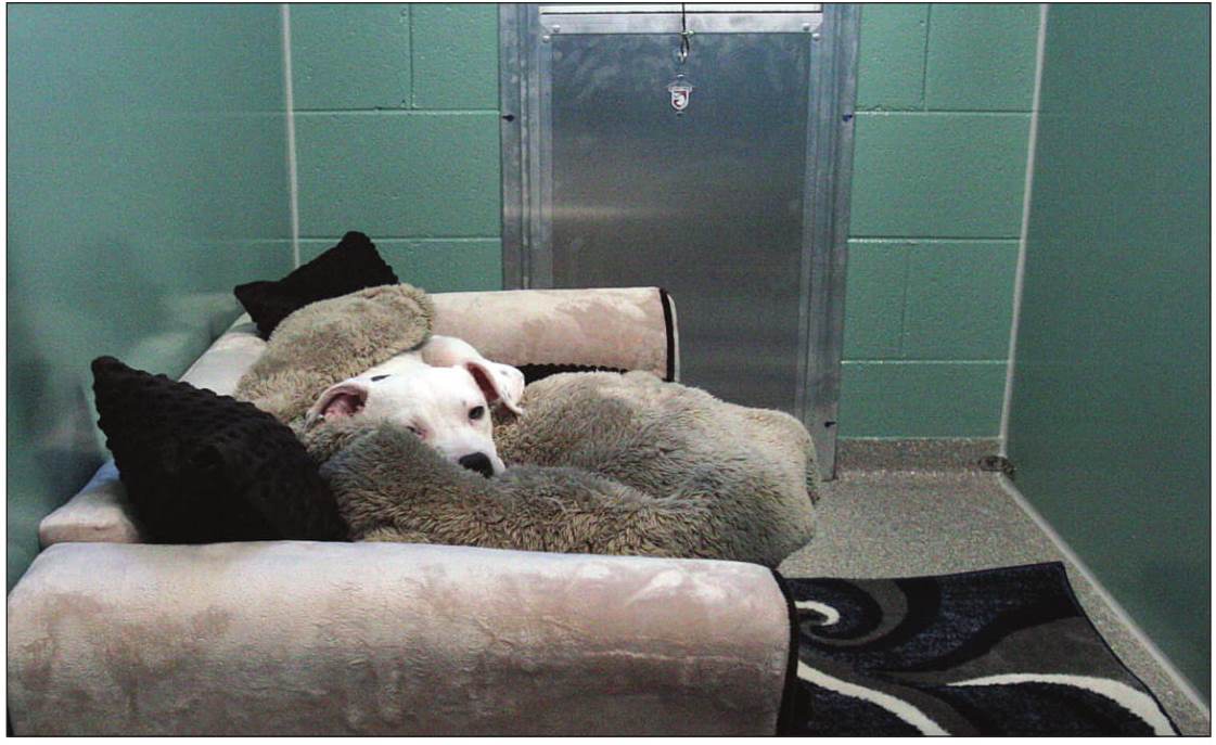 Pumpkin takes advantage of the plush accommodations in one of the new canine boarding kennels at the Antigo Veterinary Clinic as she recovers from her spay surgery Tuesday afternoon.