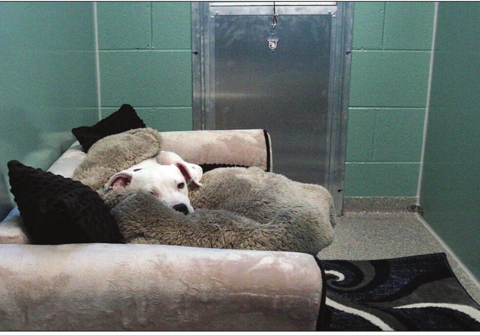 Pumpkin takes advantage of the plush accommodations in one of the new canine boarding kennels at the Antigo Veterinary Clinic as she recovers from her spay surgery Tuesday afternoon.