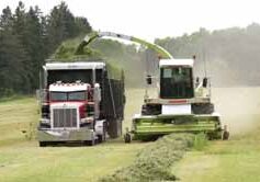 Silage was being loaded in a Journal's file photograph in the town of Neva field.