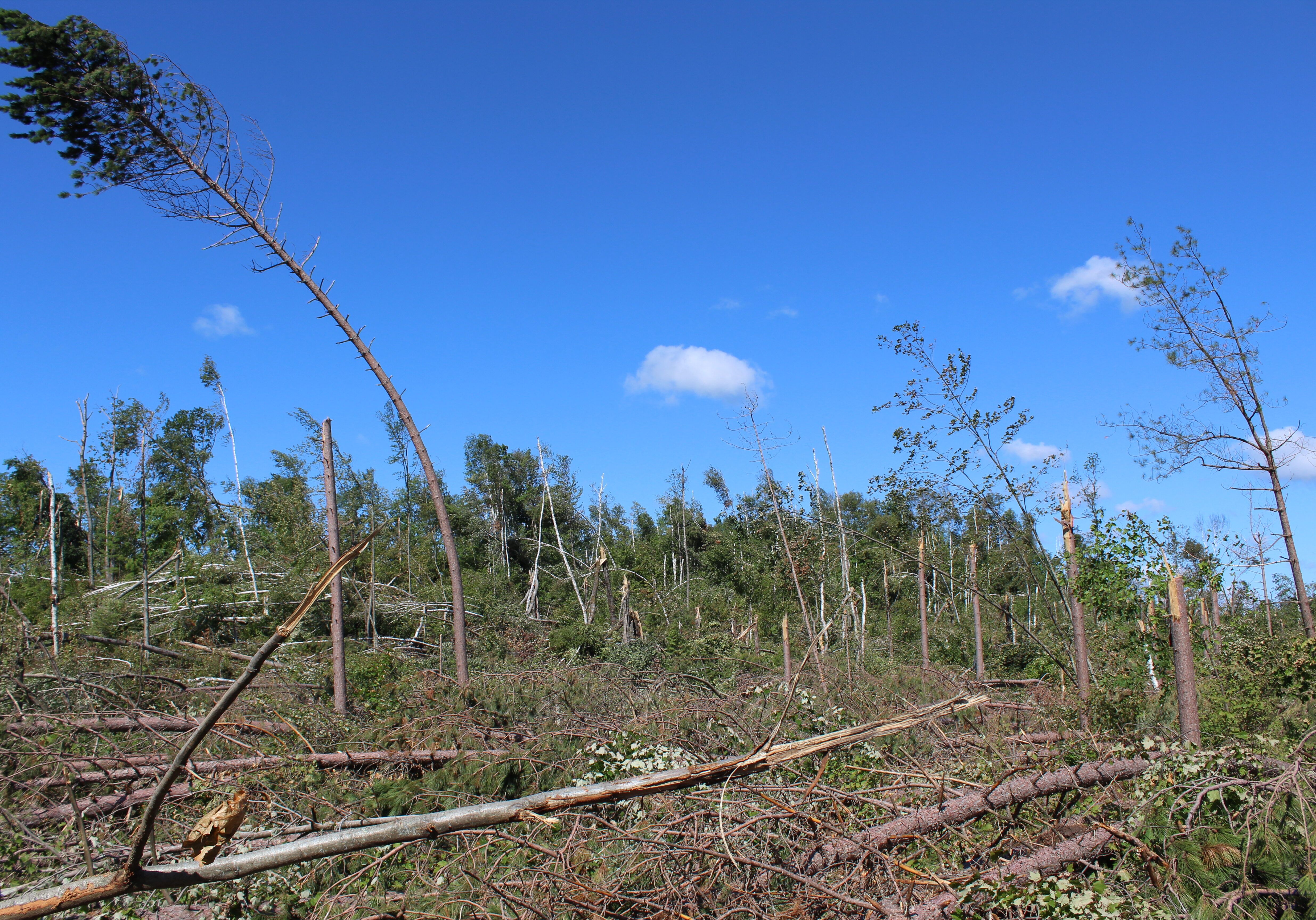 Nicole National Forest after July 19 2019 storm