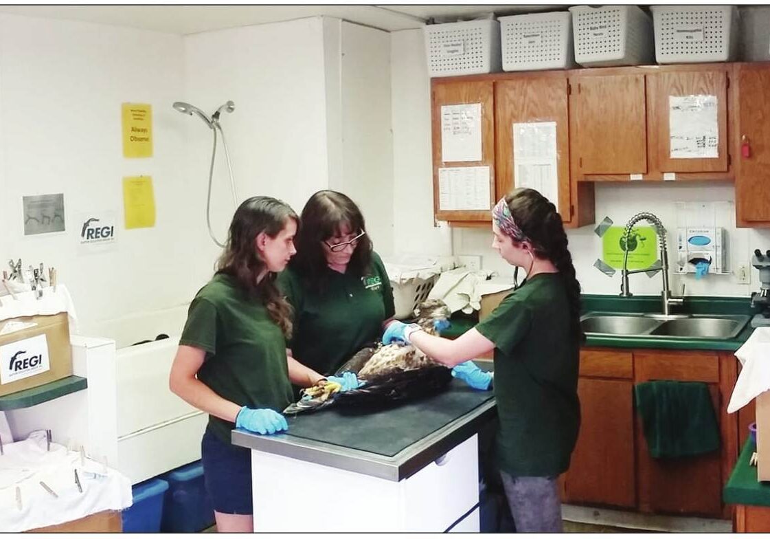 Marge Gibson, center, works with Dr. Laura Sanchez, left, a visiting veterinarian from Columbia, and Audrey Gossett,
director of rehabilitation, on an injured bald eagle Monday afternoon in the cramped and overcrowded clinic.
A loon, getting some water time in the bathtub, is also visible. The covered boxes are filled with patients.