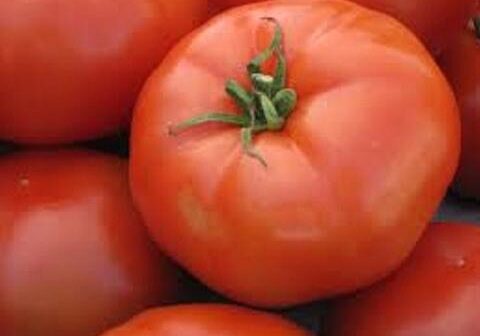 Tomatoes